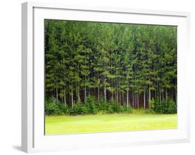Forest Edge-Jim Craigmyle-Framed Photographic Print