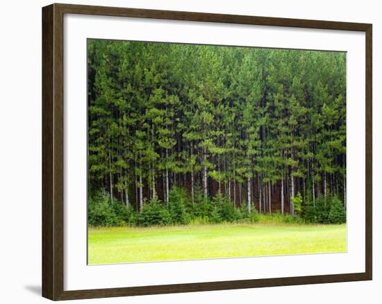 Forest Edge-Jim Craigmyle-Framed Photographic Print