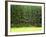 Forest Edge-Jim Craigmyle-Framed Photographic Print