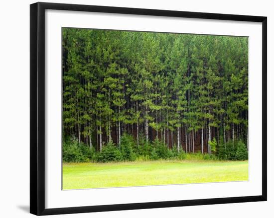 Forest Edge-Jim Craigmyle-Framed Photographic Print