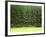 Forest Edge-Jim Craigmyle-Framed Photographic Print