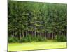 Forest Edge-Jim Craigmyle-Mounted Photographic Print