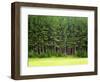 Forest Edge-Jim Craigmyle-Framed Photographic Print