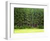 Forest Edge-Jim Craigmyle-Framed Photographic Print