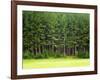 Forest Edge-Jim Craigmyle-Framed Photographic Print