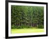 Forest Edge-Jim Craigmyle-Framed Photographic Print