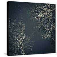 Forest Edges-Andrew Geiger-Stretched Canvas