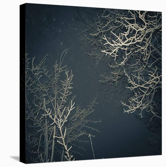 Forest Edges-Andrew Geiger-Stretched Canvas