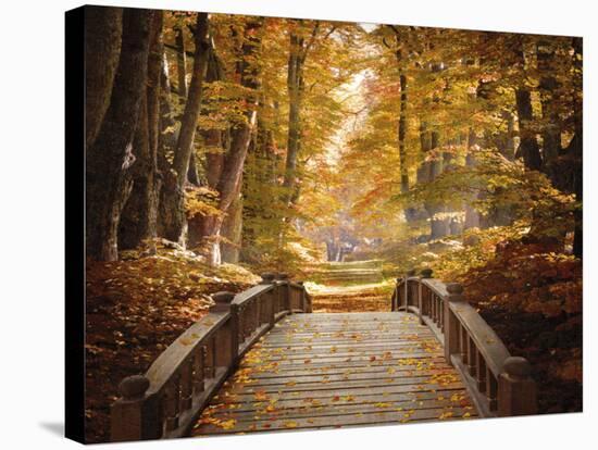 Forest Escape-Alan Lambert-Stretched Canvas