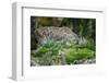 Forest, Eurasian Lynx, Lynx Lynx, Mother and Cub, Eye Contact-Ronald Wittek-Framed Photographic Print