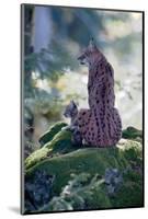 Forest, Eurasian Lynx, Lynx Lynx, Mother Animal, Watchfulness, Young Animal, Sitting, Back View-Ronald Wittek-Mounted Photographic Print