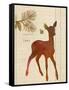 Forest Fawn-Z Studio-Framed Stretched Canvas