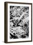 Forest Fern-Shot by Clint-Framed Giclee Print