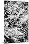 Forest Fern-Shot by Clint-Mounted Giclee Print