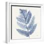 Forest Ferns I Blue-Albena Hristova-Framed Art Print