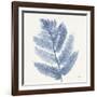 Forest Ferns I Blue-Albena Hristova-Framed Art Print