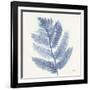 Forest Ferns I Blue-Albena Hristova-Framed Art Print