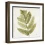 Forest Ferns I-Albena Hristova-Framed Art Print