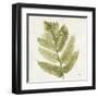 Forest Ferns I-Albena Hristova-Framed Art Print