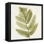 Forest Ferns I-Albena Hristova-Framed Stretched Canvas