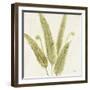 Forest Ferns II-Albena Hristova-Framed Art Print