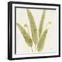 Forest Ferns II-Albena Hristova-Framed Art Print