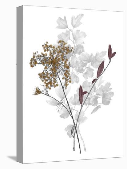 Forest Finds - Gather-Collezione Botanica-Stretched Canvas