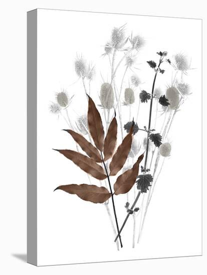 Forest Finds - Harvest-Collezione Botanica-Stretched Canvas