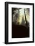 Forest Fire, Sequoia and Kings Canyon National Park, California, USA-Gerry Reynolds-Framed Photographic Print