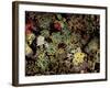 Forest Floor Flora, Averserrhein Valley, Switzerland-Art Wolfe-Framed Photographic Print