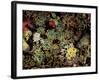 Forest Floor Flora, Averserrhein Valley, Switzerland-Art Wolfe-Framed Photographic Print