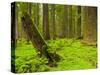 Forest Floor, Humboldt Redwood National Park, California, USA-Cathy & Gordon Illg-Stretched Canvas