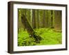 Forest Floor, Humboldt Redwood National Park, California, USA-Cathy & Gordon Illg-Framed Premium Photographic Print