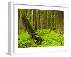 Forest Floor, Humboldt Redwood National Park, California, USA-Cathy & Gordon Illg-Framed Premium Photographic Print