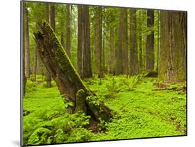 Forest Floor, Humboldt Redwood National Park, California, USA-Cathy & Gordon Illg-Mounted Premium Photographic Print