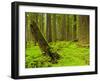 Forest Floor, Humboldt Redwood National Park, California, USA-Cathy & Gordon Illg-Framed Photographic Print