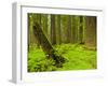 Forest Floor, Humboldt Redwood National Park, California, USA-Cathy & Gordon Illg-Framed Photographic Print