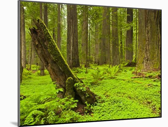 Forest Floor, Humboldt Redwood National Park, California, USA-Cathy & Gordon Illg-Mounted Photographic Print