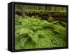 Forest Floor, Humboldt Redwood National Park, California, USA-Cathy & Gordon Illg-Framed Stretched Canvas