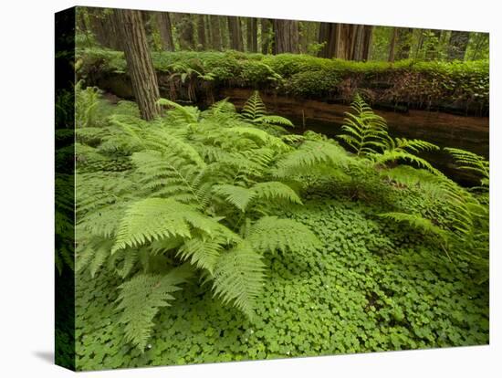 Forest Floor, Humboldt Redwood National Park, California, USA-Cathy & Gordon Illg-Stretched Canvas