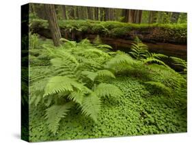 Forest Floor, Humboldt Redwood National Park, California, USA-Cathy & Gordon Illg-Stretched Canvas