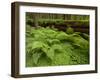 Forest Floor, Humboldt Redwood National Park, California, USA-Cathy & Gordon Illg-Framed Premium Photographic Print