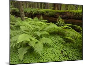 Forest Floor, Humboldt Redwood National Park, California, USA-Cathy & Gordon Illg-Mounted Premium Photographic Print