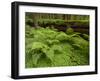 Forest Floor, Humboldt Redwood National Park, California, USA-Cathy & Gordon Illg-Framed Photographic Print