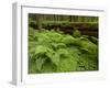 Forest Floor, Humboldt Redwood National Park, California, USA-Cathy & Gordon Illg-Framed Photographic Print