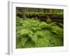 Forest Floor, Humboldt Redwood National Park, California, USA-Cathy & Gordon Illg-Framed Photographic Print