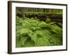 Forest Floor, Humboldt Redwood National Park, California, USA-Cathy & Gordon Illg-Framed Photographic Print