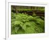 Forest Floor, Humboldt Redwood National Park, California, USA-Cathy & Gordon Illg-Framed Photographic Print