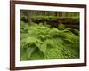 Forest Floor, Humboldt Redwood National Park, California, USA-Cathy & Gordon Illg-Framed Photographic Print