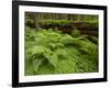 Forest Floor, Humboldt Redwood National Park, California, USA-Cathy & Gordon Illg-Framed Photographic Print